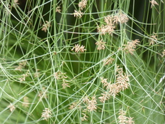 Cyperus papyrus