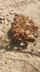 Desarmillaria caespitosa image