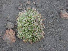 Hypochaeris robertia