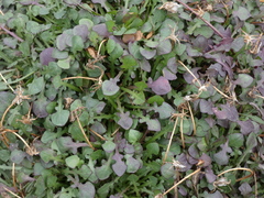 Hypochaeris robertia