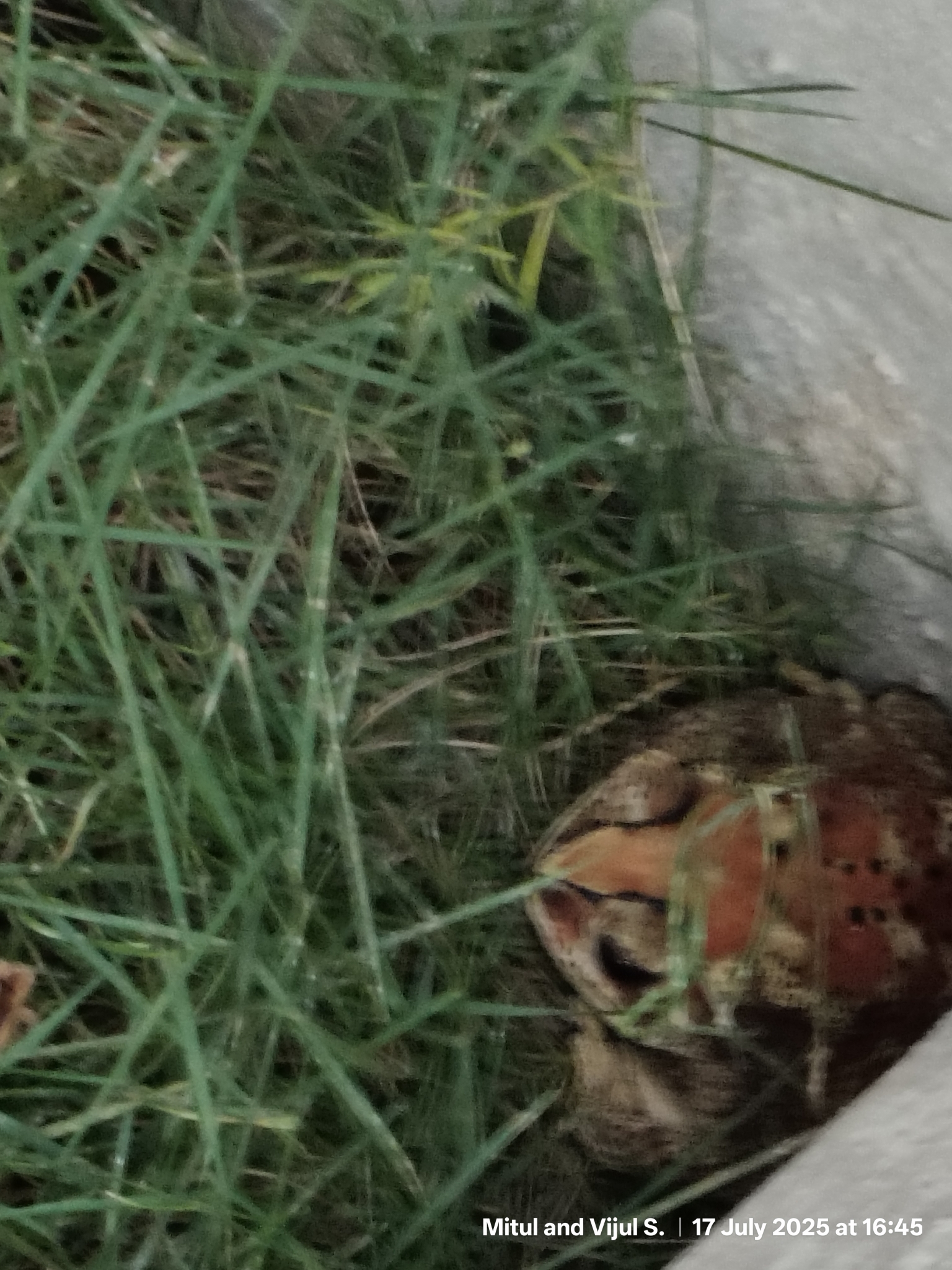 Indian Common True Toad