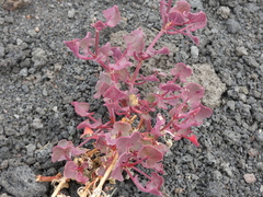 Rumex aetnensis