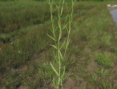 Sabatia campanulata