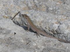 Podarcis siculus