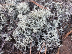 Cladonia dimorphoclada