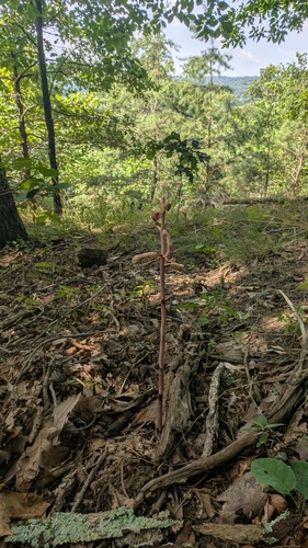 Spiked crested coralroot (Bletia spicata)