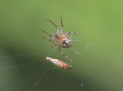 Araneidae