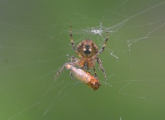 Araneidae