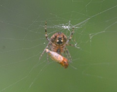 Araneidae