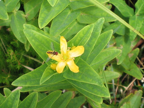 Hypericum foliosum (Hypericum foliosum)
