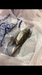 Zonotrichia albicollis