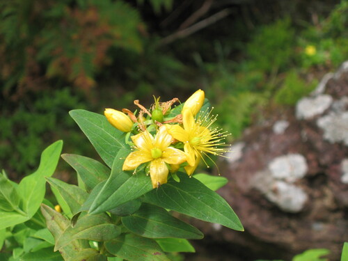 Hypericum foliosum (Hypericum foliosum)
