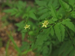 Hypericum canadense