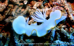 Ardeadoris egretta