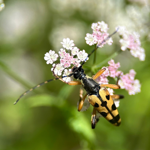 Gefleckter Schmalbock