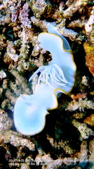 Ardeadoris egretta