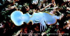 Ardeadoris egretta
