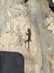 Tarentola mauritanica