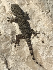 Tarentola mauritanica