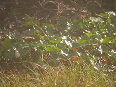 Hedera helix