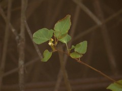 Angiospermae