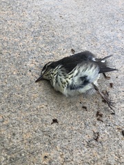 Parkesia noveboracensis