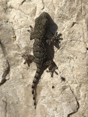 Tarentola mauritanica
