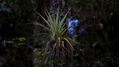 Tillandsia parryi