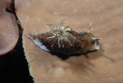 Doriprismatica balut