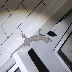 Gekko smithii