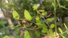 Phyllanthus reticulatus reticulatus