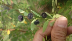 Phyllanthus reticulatus reticulatus