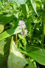 Pontederia sagittata, photograph (c) Oscar Israel Rodríguez Ortiz, some rights reserved (CC BY)