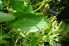Pontederia sagittata, photograph (c) Oscar Israel Rodríguez Ortiz, some rights reserved (CC BY)