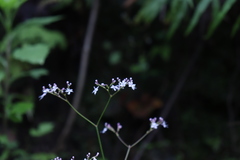Valeriana urticifolia
