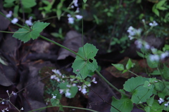 Valeriana urticifolia