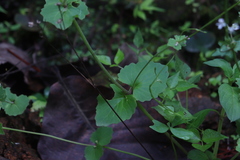 Valeriana urticifolia