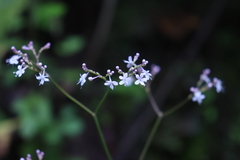 Valeriana urticifolia