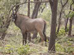 Hippotragus equinus koba