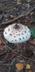 Macrolepiota konradii