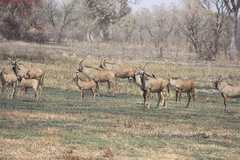 Hippotragus equinus koba