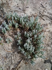 Centella tridentata tridentata