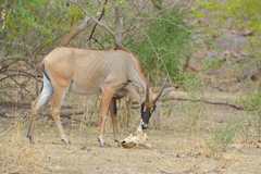 Hippotragus equinus koba