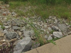 Thinopyrum obtusiflorum