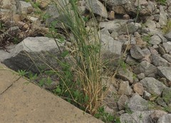 Thinopyrum obtusiflorum