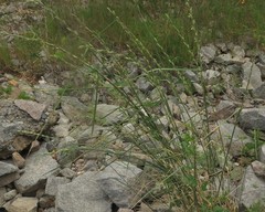 Thinopyrum obtusiflorum