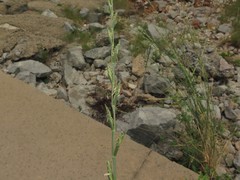 Thinopyrum obtusiflorum
