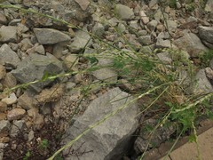 Thinopyrum obtusiflorum