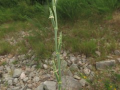 Thinopyrum obtusiflorum