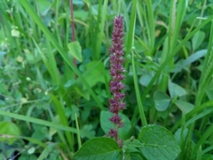 Amaranthus dubius